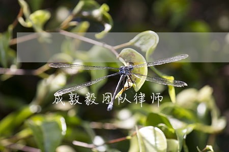 成敦毅团队律师 成敦毅团队律师