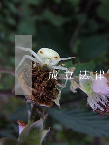 成立法律咨询公司的条件 成立法律咨询公司的条件