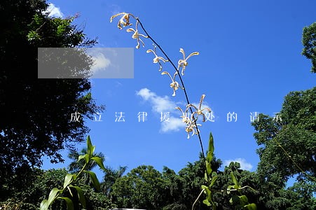 成立法律援助处的请示 成立法律援助处的请示
