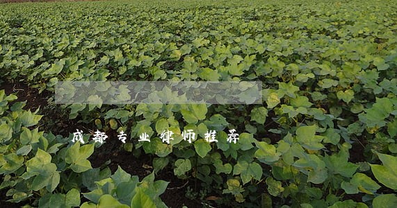 成都专业律师推荐 成都专业律师推荐