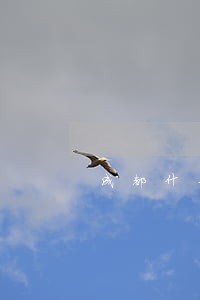 成都什么公司有逾期也能贷款 成都什么公司有逾期也能贷款