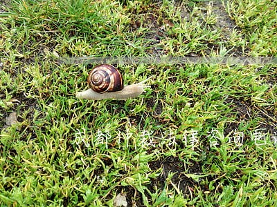 成都仲裁法律咨询电话 成都仲裁法律咨询电话