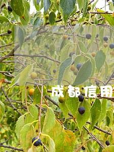 成都信用卡逾期后怎么处理 成都信用卡逾期后怎么处理