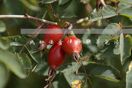 成都债务律师联系电话 成都债务律师联系电话