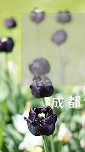 成都债务融资律师 成都债务融资律师