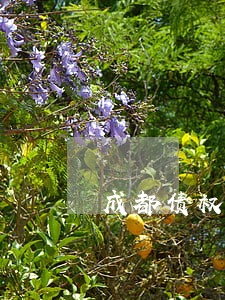 成都债权债务律师有哪些
