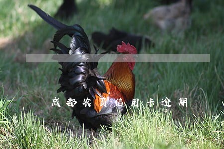 成都农商信用卡逾期 成都农商信用卡逾期