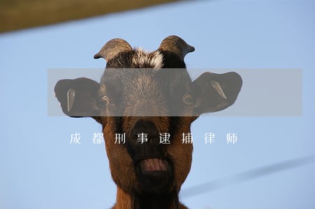 成都刑事逮捕律师 成都刑事逮捕律师