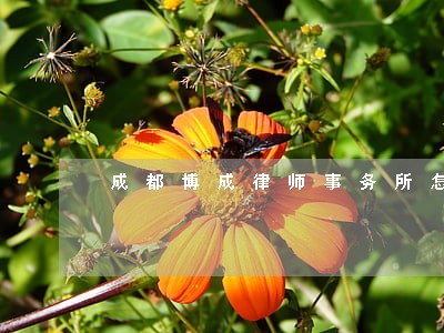 成都博成律师事务所怎么样
