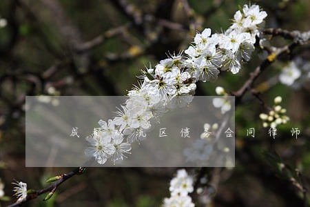 成都双流区债务合同律师 成都双流区债务合同律师