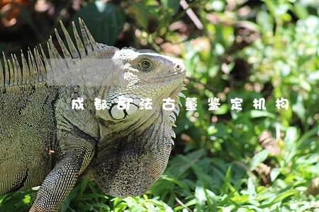 成都司法古董鉴定机构 成都司法古董鉴定机构