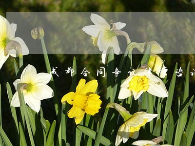 成都合同争议律师咨询 成都合同争议律师咨询