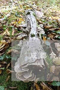 成都合同租赁律师 成都合同租赁律师
