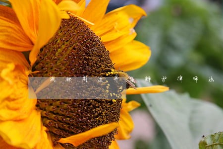 成都周边开庭辩护律师法律咨询