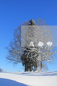 成都哪有法律咨询电话 成都哪有法律咨询电话