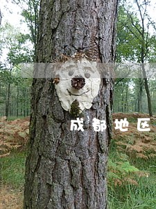 成都地区债务律师咨询电话 成都地区债务律师咨询电话