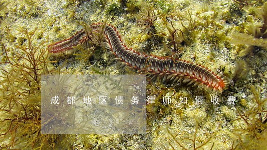 成都地区债务律师如何收费