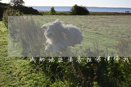 成都地区债务担保律师找谁好