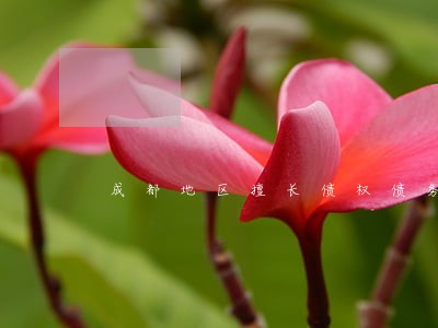 成都地区擅长债权债务律师 成都地区擅长债权债务律师