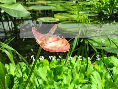 成都地区法院工资 成都地区法院工资