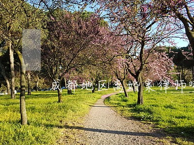 成都地区离婚案律师哪里找
