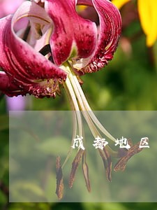 成都地区简阳市专业债务律师 成都地区简阳市专业债务律师