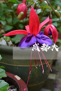 成都大邑县债务律师哪个好 成都大邑县债务律师哪个好