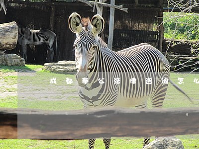 成都奉公法律咨询怎么样 成都奉公法律咨询怎么样
