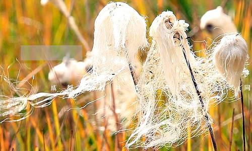 成都婚后共同财产律师服务网站 成都婚后共同财产律师服务网站