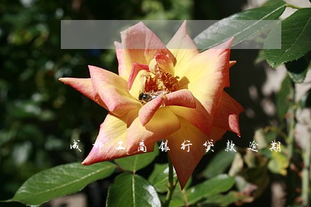 成都工商银行贷款逾期 成都工商银行贷款逾期
