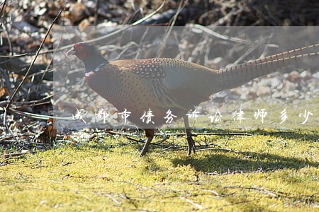 成都市债务诉讼律师多少钱