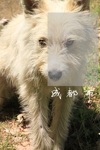 成都市刑事犯罪律师哪个律师专业 成都市刑事犯罪律师哪个律师专业
