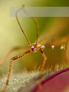 成都市刑事辩护团队律师推荐 成都市刑事辩护团队律师推荐