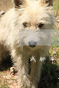成都市好的债务风险代理律师电话 成都市好的债务风险代理律师电话