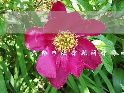 成都市法律顾问律师机构 成都市法律顾问律师机构