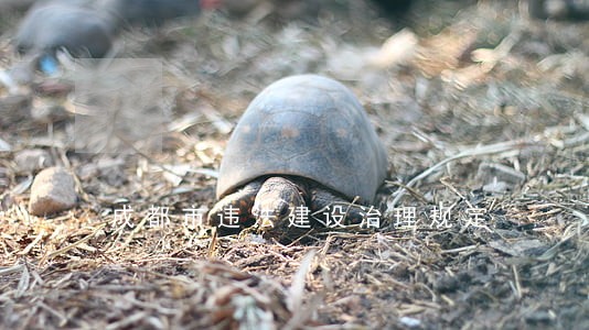 成都市违法建设治理规定 成都市违法建设治理规定