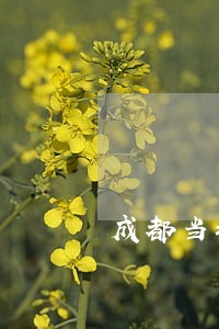 成都当地专业债务律师法律咨询 成都当地专业债务律师法律咨询