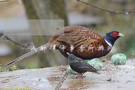 成都律师事务所排行 成都律师事务所排行