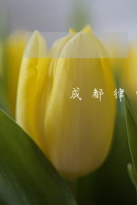 成都律师咨询免费平台 成都律师咨询免费平台