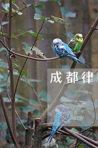 成都律师肖鸿薪在线咨询 成都律师肖鸿薪在线咨询