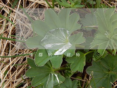 成都房产律师 成都房产律师