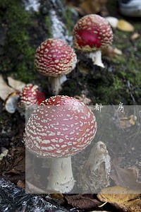 成都房产律师咨询费多少 成都房产律师咨询费多少