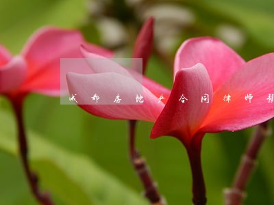 成都房地产合同律师预约电话 成都房地产合同律师预约电话