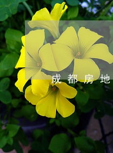 成都房地产律师有哪些 成都房地产律师有哪些