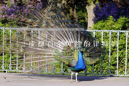 成都有全风险的律师吗 成都有全风险的律师吗