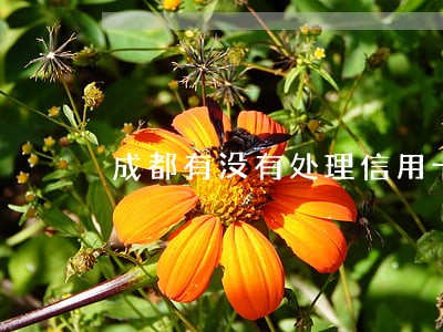 成都有没有处理信用卡逾期的律师 成都有没有处理信用卡逾期的律师