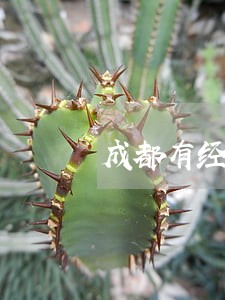 成都有经验的债权债务律师团队 成都有经验的债权债务律师团队