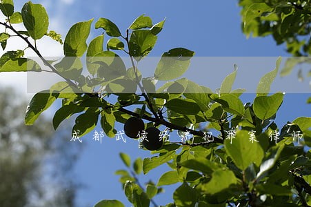 成都武侯经济犯罪案律师多少钱 成都武侯经济犯罪案律师多少钱