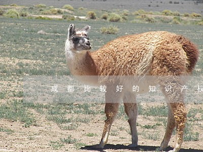 成都比较好的知识产权公司 成都比较好的知识产权公司
