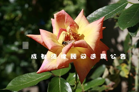 成都法律顾问选聘公告 成都法律顾问选聘公告